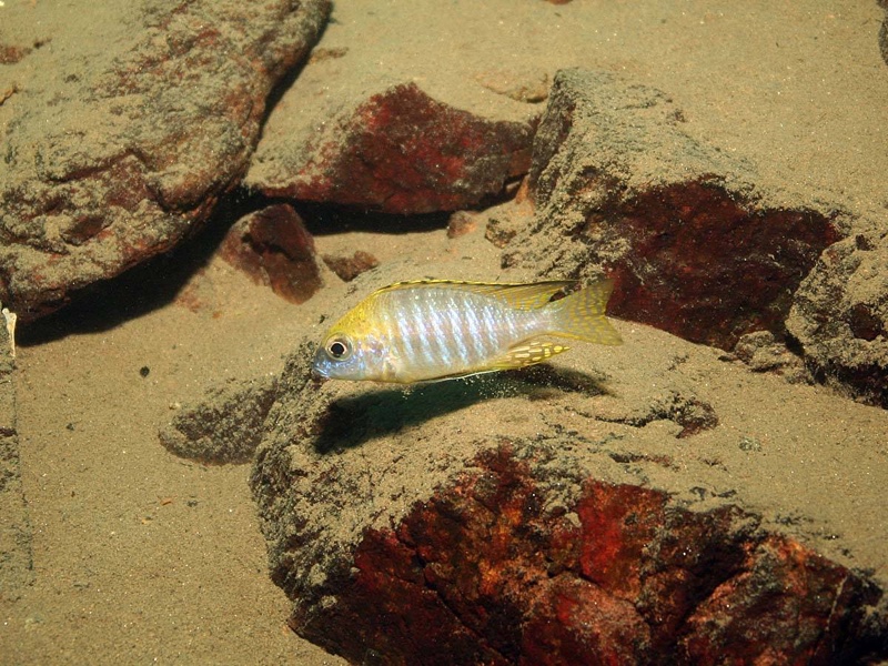 Aulonocara sp. 'deep lutheri' Gome